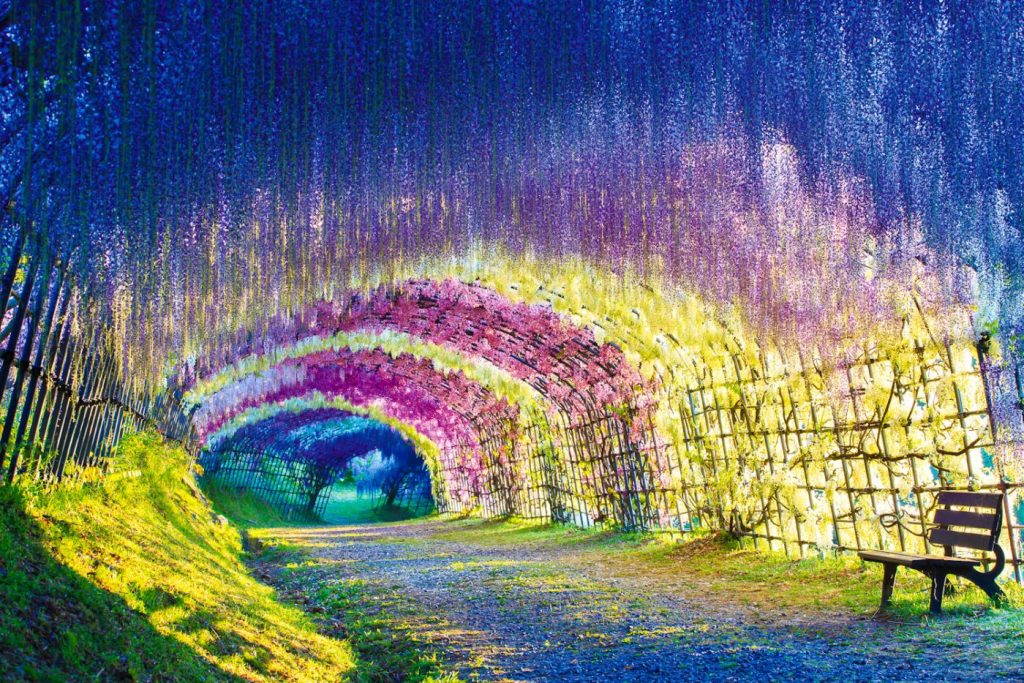 wisteria tunnel kawachi gardens japan 2