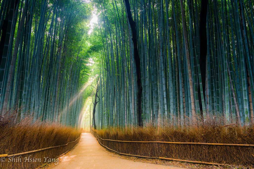Rung tre Arashiyama