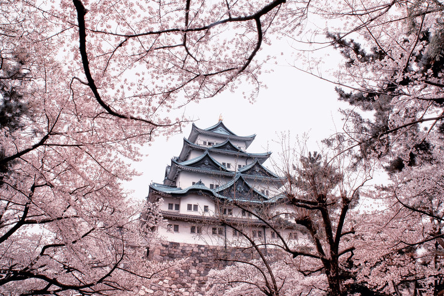 nagoya castle sakura